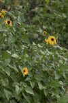 Cucumberleaf sunflower